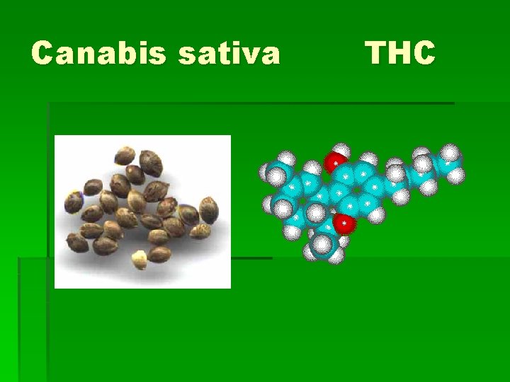 Canabis sativa THC 