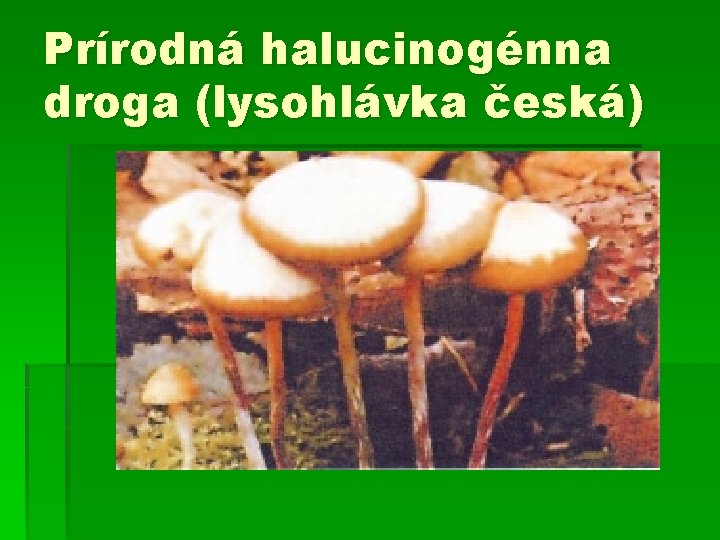 Prírodná halucinogénna droga (lysohlávka česká) 