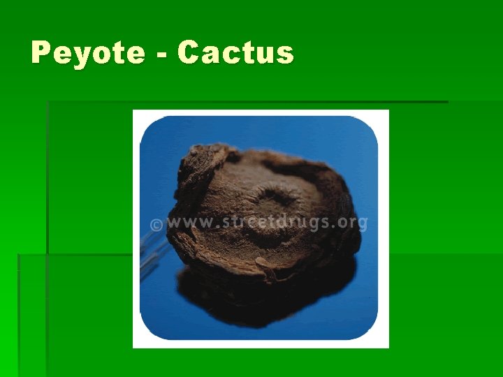 Peyote - Cactus 