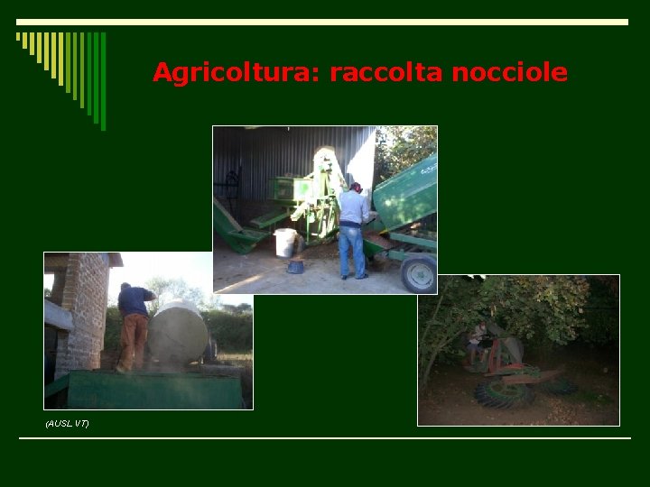 Agricoltura: raccolta nocciole (AUSL VT) 