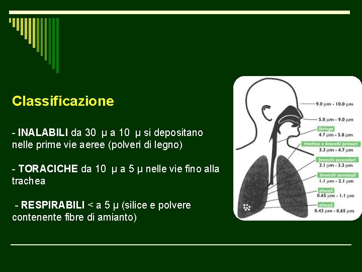 Classificazione - INALABILI da 30 μ a 10 μ si depositano nelle prime vie