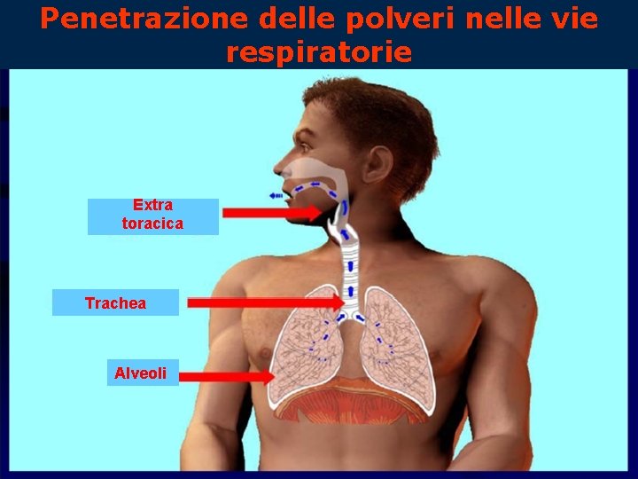 Penetrazione delle polveri nelle vie respiratorie Extra toracica Trachea Alveoli 