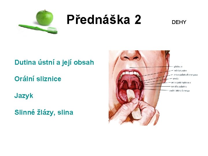 Přednáška 2 Dutina ústní a její obsah Orální sliznice Jazyk Slinné žlázy, slina DEHY