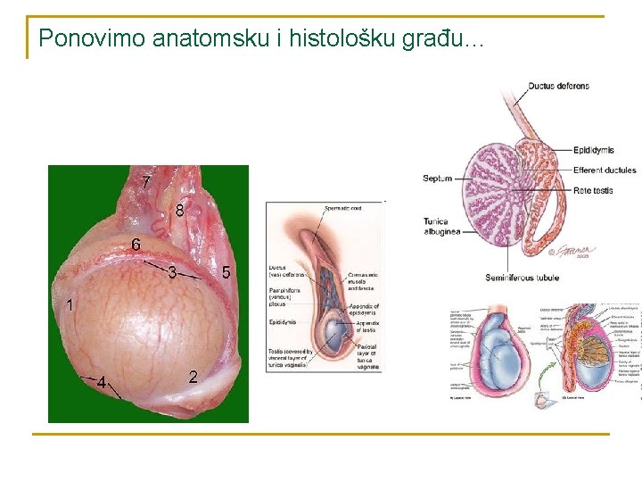 Ponovimo anatomsku i histološku građu… 