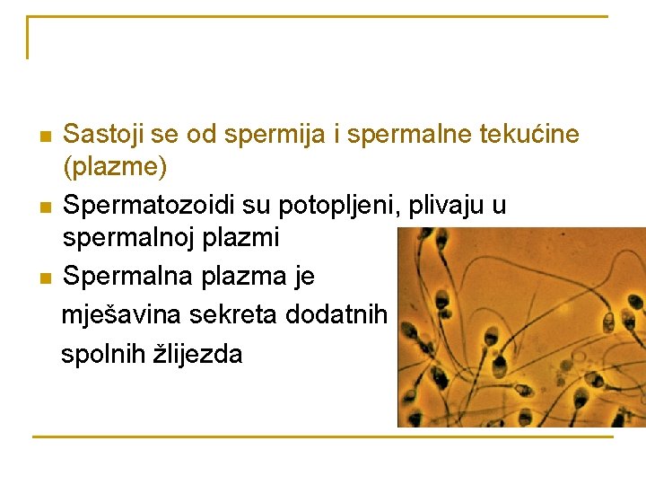 n n n Sastoji se od spermija i spermalne tekućine (plazme) Spermatozoidi su potopljeni,