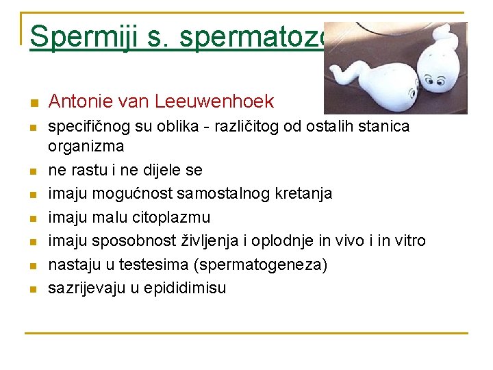 Spermiji s. spermatozoidi n n n n Antonie van Leeuwenhoek specifičnog su oblika -