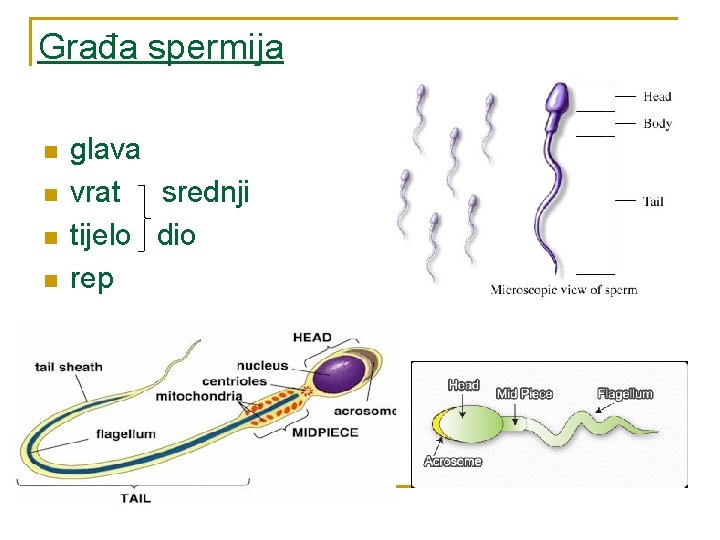 Građa spermija n n n glava vrat srednji tijelo dio rep 