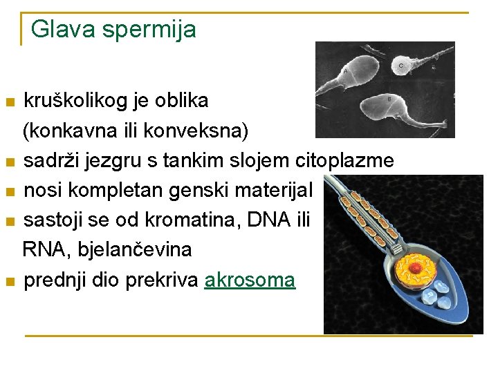 Glava spermija n n n kruškolikog je oblika (konkavna ili konveksna) sadrži jezgru s