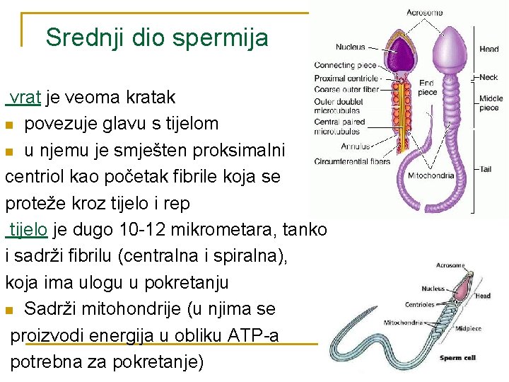 Srednji dio spermija vrat je veoma kratak n povezuje glavu s tijelom n u