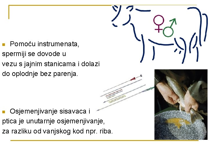 Pomoću instrumenata, spermiji se dovode u vezu s jajnim stanicama i dolazi do oplodnje