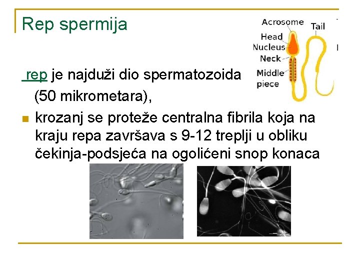 Rep spermija rep je najduži dio spermatozoida (50 mikrometara), n krozanj se proteže centralna