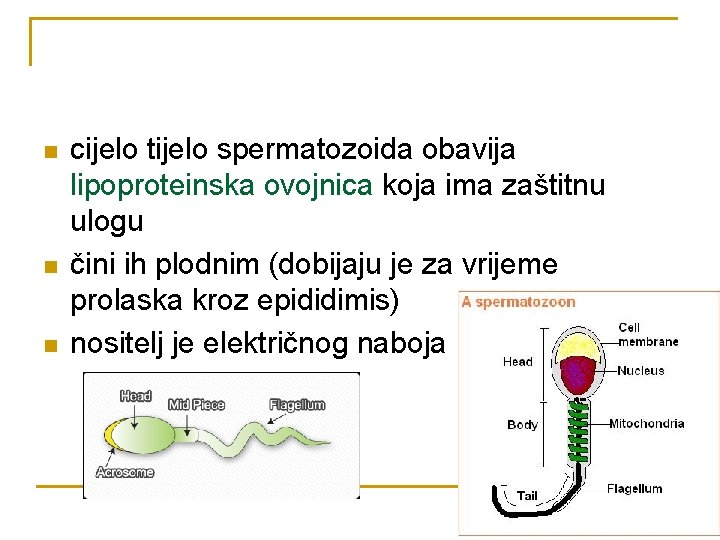 n n n cijelo tijelo spermatozoida obavija lipoproteinska ovojnica koja ima zaštitnu ulogu čini