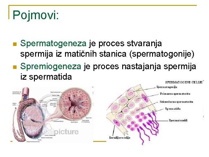 Pojmovi: n n Spermatogeneza je proces stvaranja spermija iz matičnih stanica (spermatogonije) Spremiogeneza je