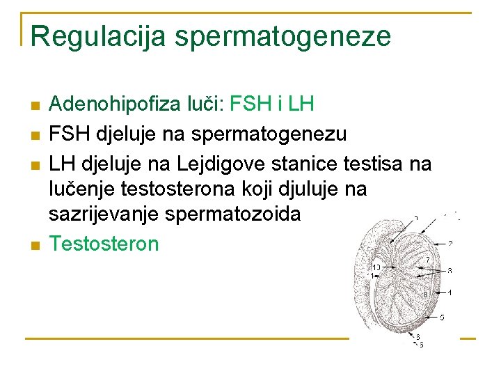 Regulacija spermatogeneze n n Adenohipofiza luči: FSH i LH FSH djeluje na spermatogenezu LH
