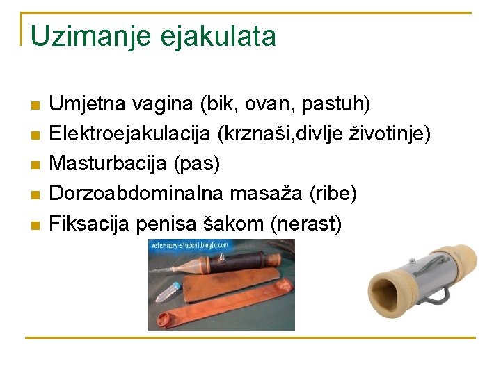 Uzimanje ejakulata n n n Umjetna vagina (bik, ovan, pastuh) Elektroejakulacija (krznaši, divlje životinje)