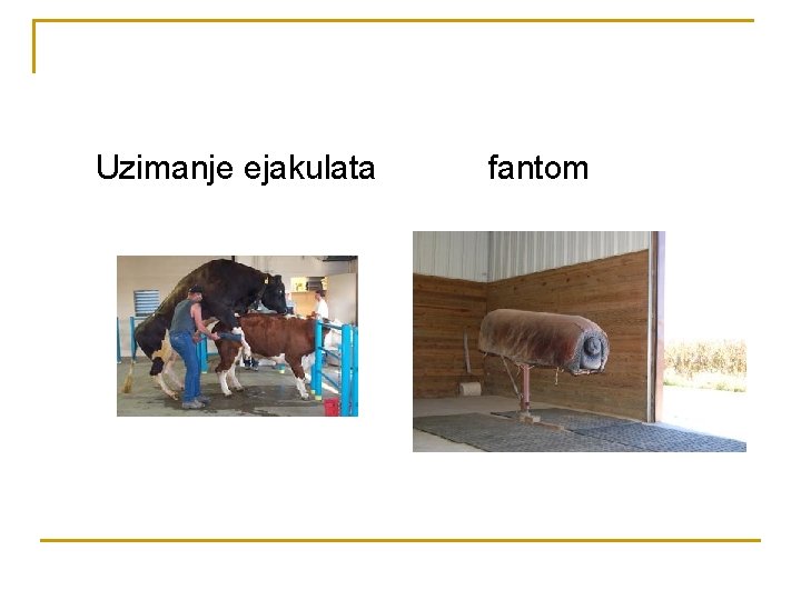 Uzimanje ejakulata fantom 