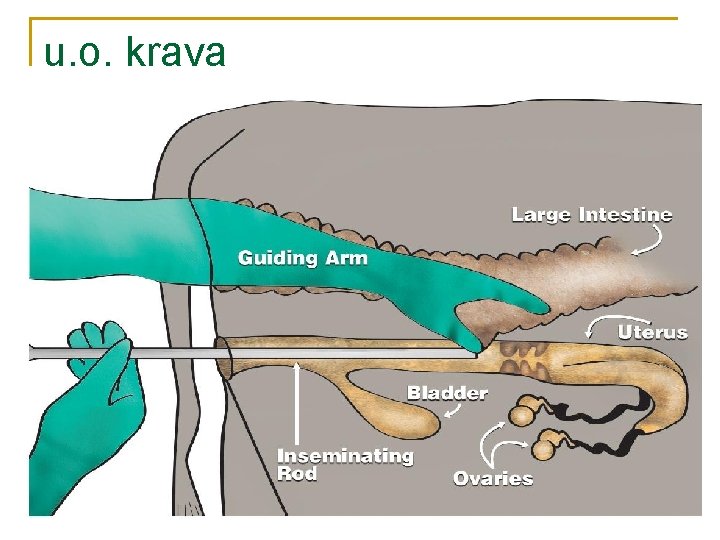 u. o. krava 