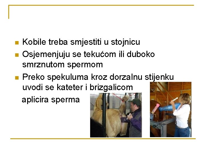 n n n Kobile treba smjestiti u stojnicu Osjemenjuju se tekućom ili duboko smrznutom