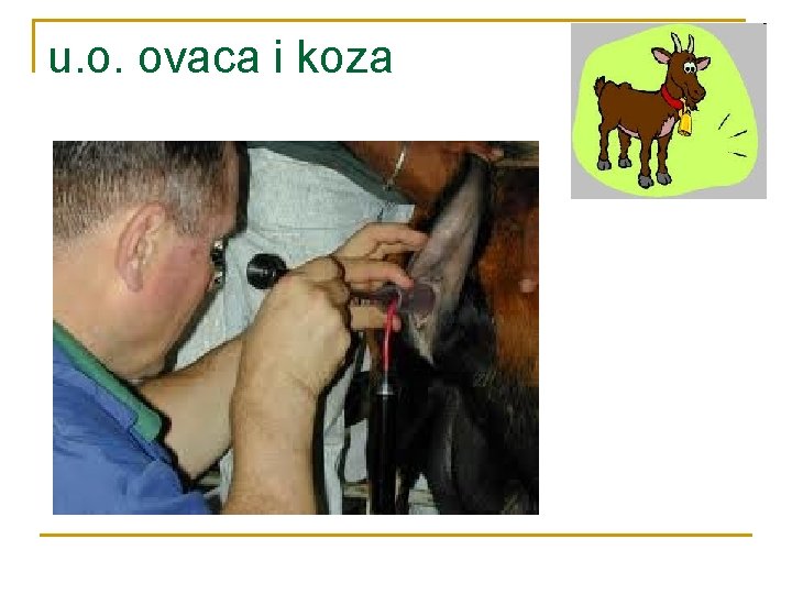 u. o. ovaca i koza 