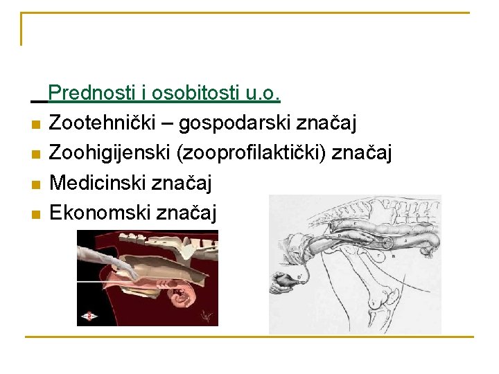 n n Prednosti i osobitosti u. o. Zootehnički – gospodarski značaj Zoohigijenski (zooprofilaktički) značaj