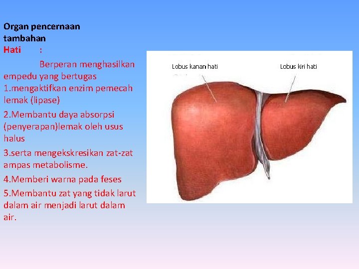 Organ pencernaan tambahan Hati : Berperan menghasilkan empedu yang bertugas 1. mengaktifkan enzim pemecah