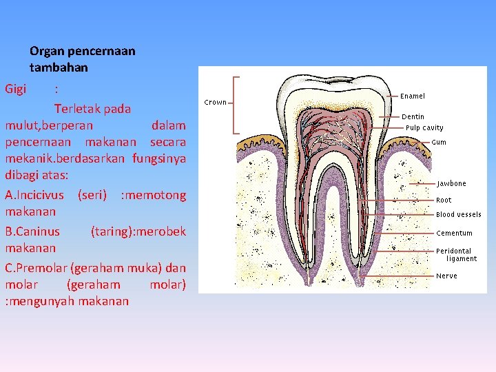 Organ pencernaan tambahan Gigi : Terletak pada mulut, berperan dalam pencernaan makanan secara mekanik.