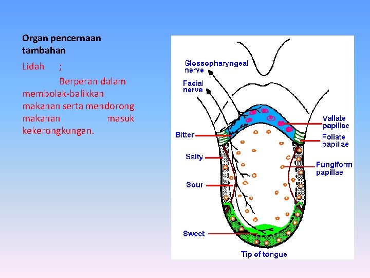 Organ pencernaan tambahan Lidah ; Berperan dalam membolak-balikkan makanan serta mendorong makanan masuk kekerongkungan.