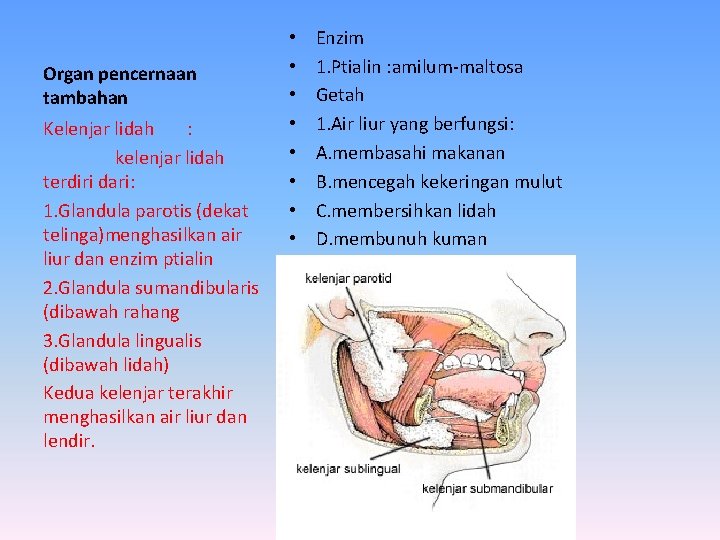 Organ pencernaan tambahan Kelenjar lidah : kelenjar lidah terdiri dari: 1. Glandula parotis (dekat