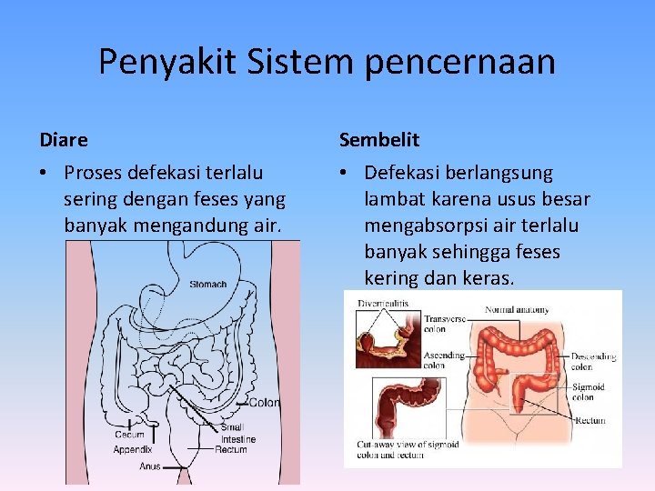 Penyakit Sistem pencernaan Diare Sembelit • Proses defekasi terlalu sering dengan feses yang banyak