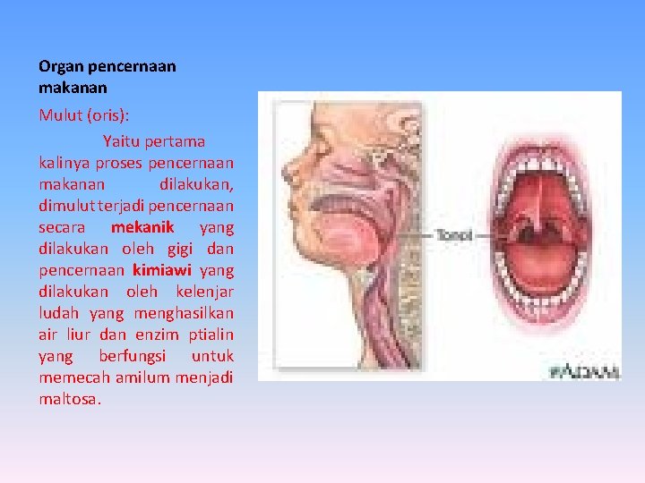 Organ pencernaan makanan Mulut (oris): Yaitu pertama kalinya proses pencernaan makanan dilakukan, dimulut terjadi