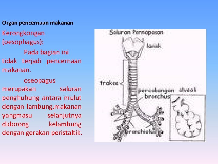 Organ pencernaan makanan Kerongkongan (oesophagus): Pada bagian ini tidak terjadi pencernaan makanan. oseopagus merupakan