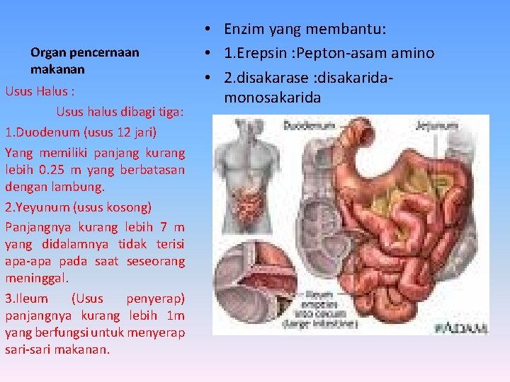 Organ pencernaan makanan Usus Halus : Usus halus dibagi tiga: 1. Duodenum (usus 12