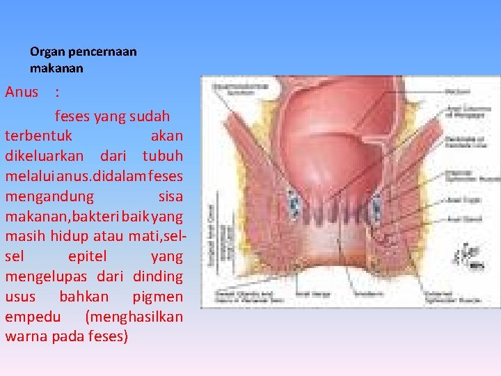 Organ pencernaan makanan Anus : feses yang sudah terbentuk akan dikeluarkan dari tubuh melalui