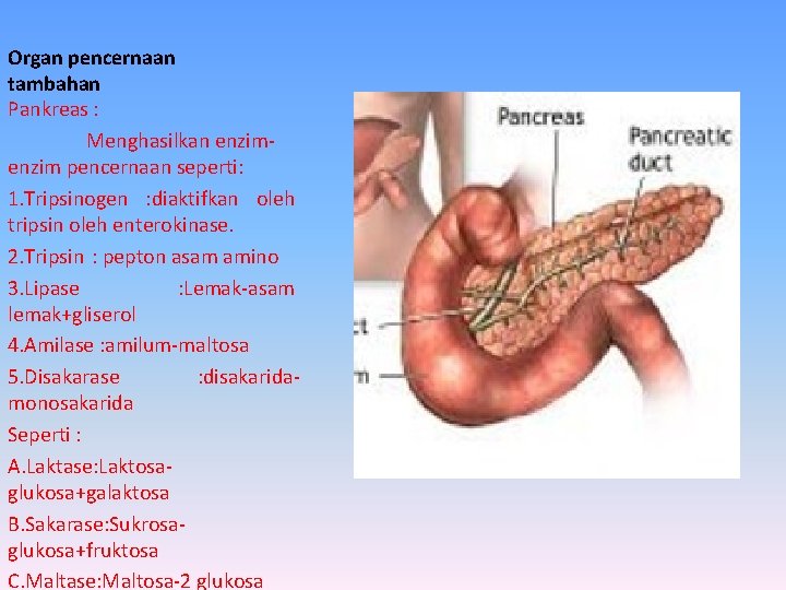 Organ pencernaan tambahan Pankreas : Menghasilkan enzim pencernaan seperti: 1. Tripsinogen : diaktifkan oleh