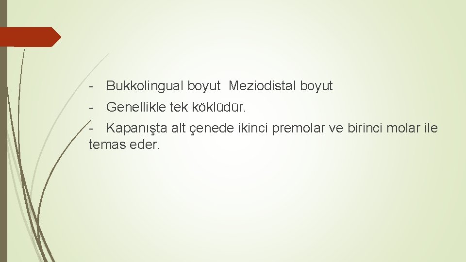 - Bukkolingual boyut Meziodistal boyut - Genellikle tek köklüdür. - Kapanışta alt çenede ikinci - Bukkolingual boyut Meziodistal boyut - Genellikle tek köklüdür. - Kapanışta alt çenede ikinci