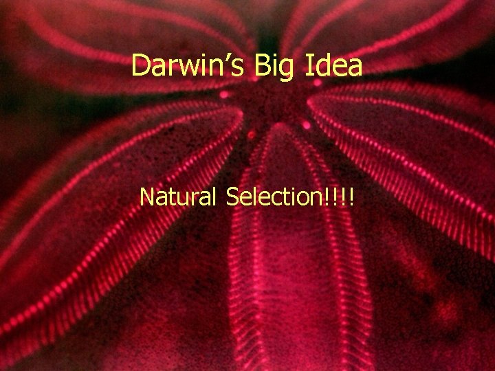Darwin’s Big Idea Natural Selection!!!! 