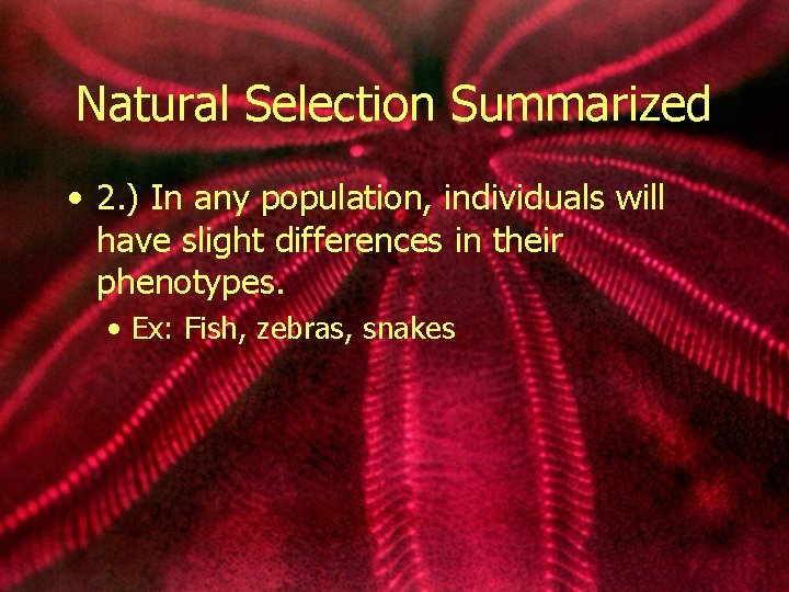 Natural Selection Summarized • 2. ) In any population, individuals will have slight differences