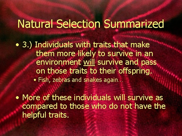 Natural Selection Summarized • 3. ) Individuals with traits that make them more likely