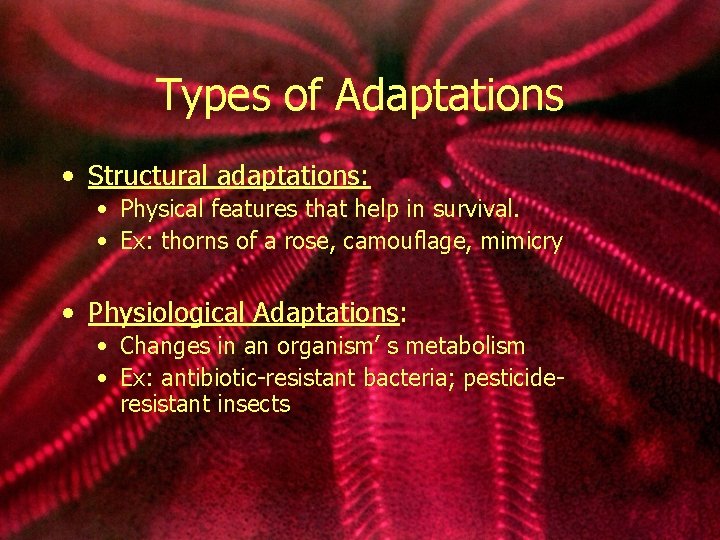 Types of Adaptations • Structural adaptations: • Physical features that help in survival. •