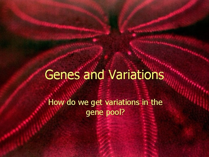Genes and Variations How do we get variations in the gene pool? 
