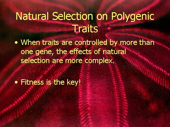 Natural Selection on Polygenic Traits • When traits are controlled by more than one