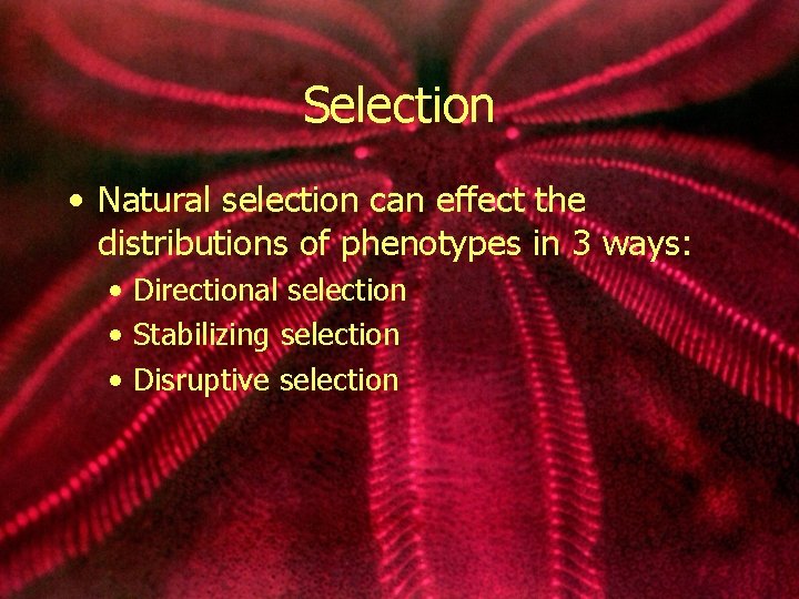 Selection • Natural selection can effect the distributions of phenotypes in 3 ways: •