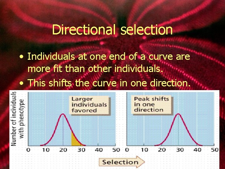 Directional selection • Individuals at one end of a curve are more fit than