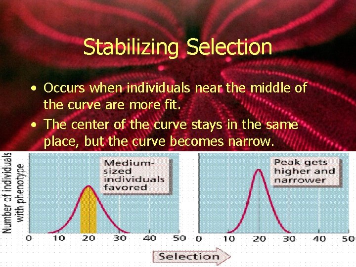 Stabilizing Selection • Occurs when individuals near the middle of the curve are more