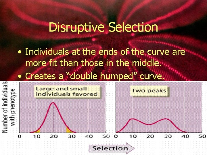 Disruptive Selection • Individuals at the ends of the curve are more fit than