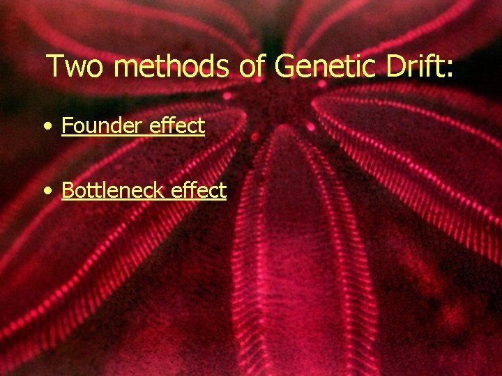Two methods of Genetic Drift: • Founder effect • Bottleneck effect 