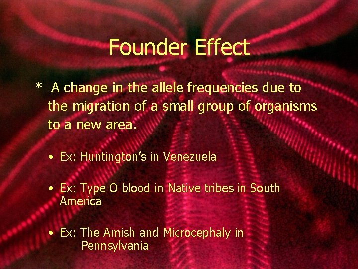 Founder Effect * A change in the allele frequencies due to the migration of