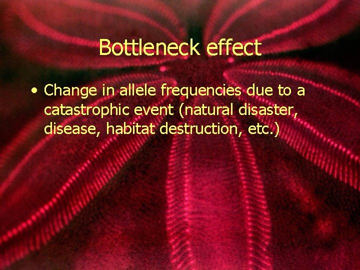 Bottleneck effect • Change in allele frequencies due to a catastrophic event (natural disaster,