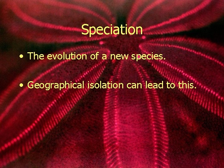 Speciation • The evolution of a new species. • Geographical isolation can lead to