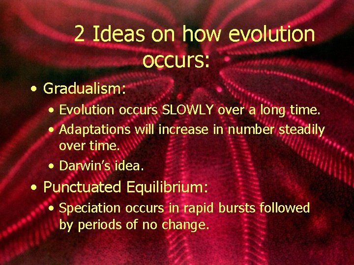 2 Ideas on how evolution occurs: • Gradualism: • Evolution occurs SLOWLY over a